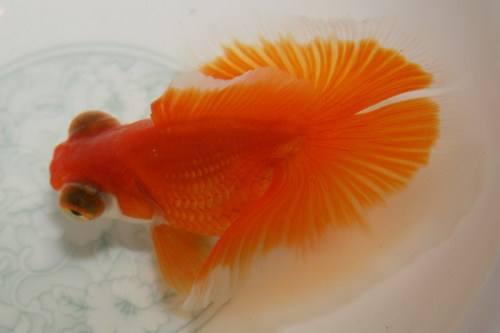 冷水观赏鱼养什么合适,如何把冷水鱼养好