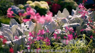 这也能拍出花?网飞又开挂了,每集都让我惊掉下巴