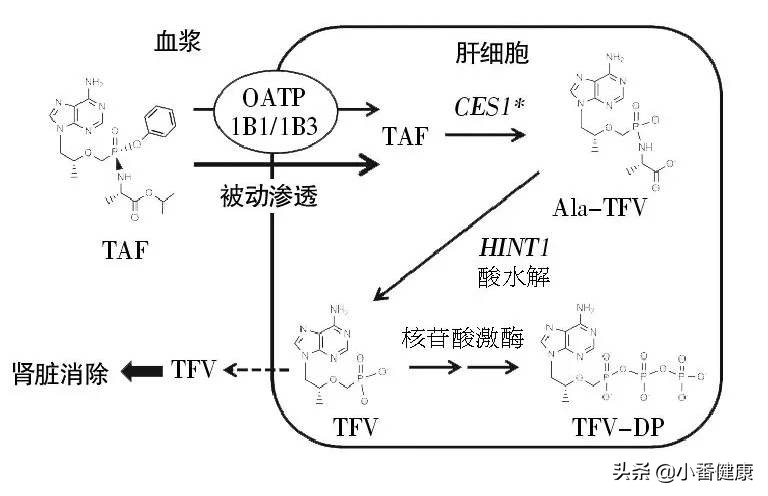 乙肝新药仿制名单和富马酸丙酚替诺福韦片