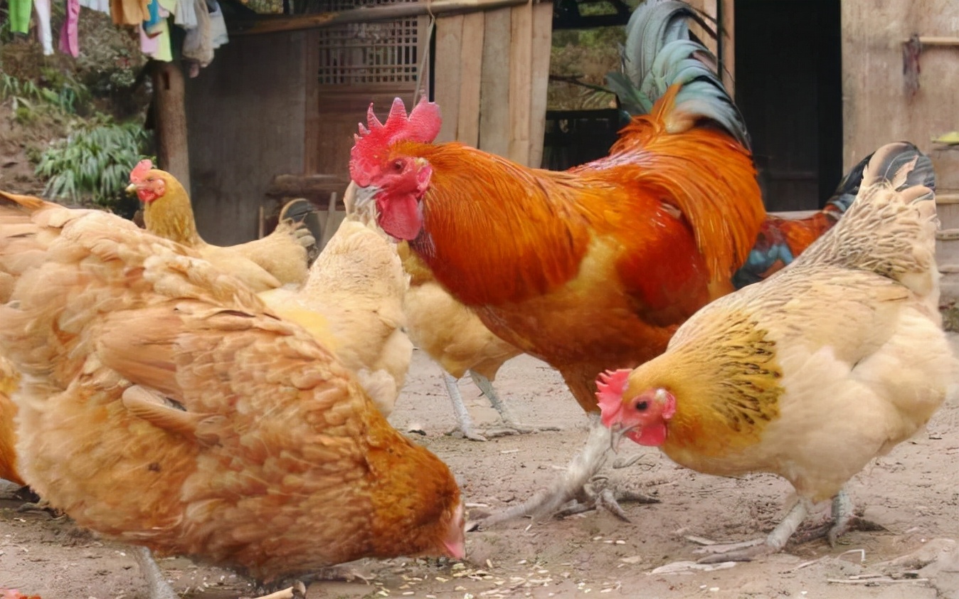 蜈蚣剧毒为什么鸡没事,蜈蚣有毒鸡吃了会中毒吗