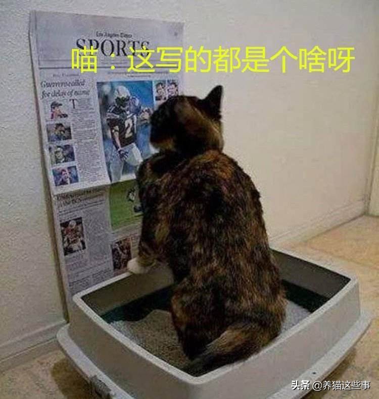 猫咪到处拉屎拉尿怎么除臭,带猫咪出门怎么解决排泄问题