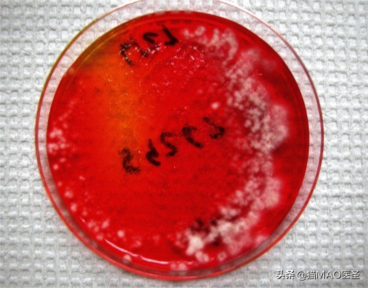 猫咪真菌与螨虫鉴别,猫咪细菌和真菌皮肤病区分