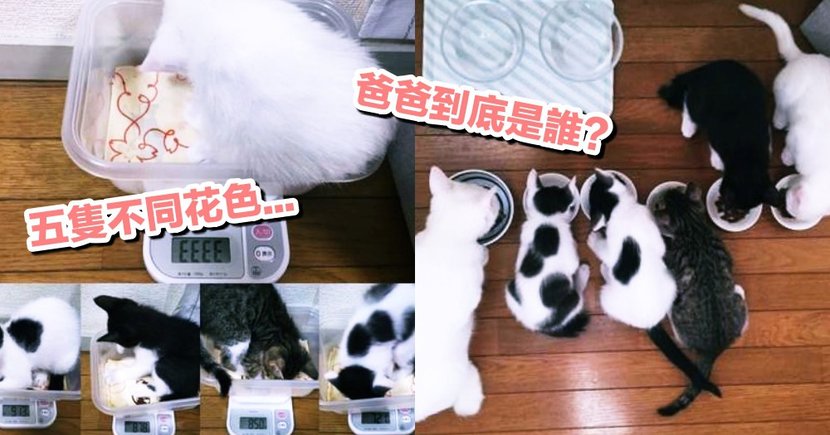雄性猫为什么要长倒刺，在繁衍时刮伤雌性？这倒刺可不简单