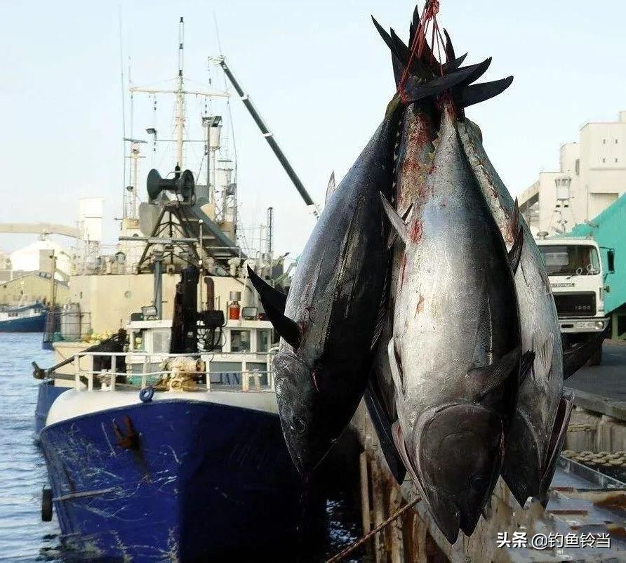 农民钓到一条价值几万的鱼,钓到一条鱼值好几万