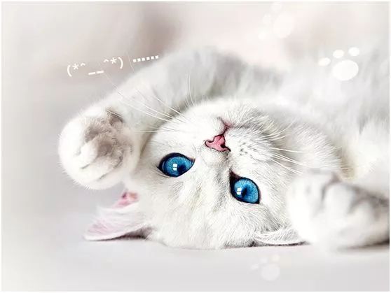 关于猫咪身上气味和如何清洁,猫咪身上有臭味怎么消除