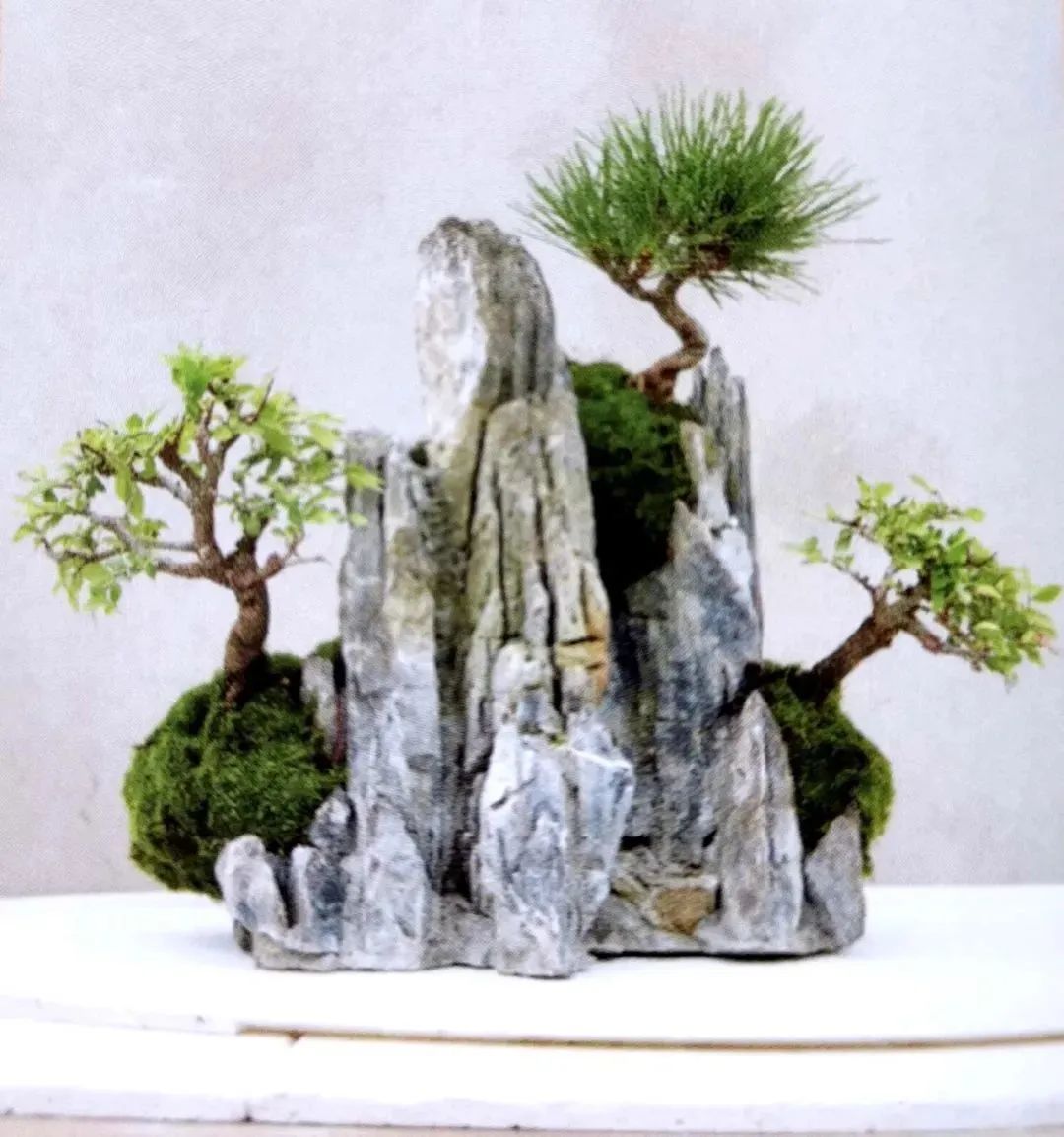 适合初学者制作的盆景造型,2016年最新盆景制作以及盆景欣赏