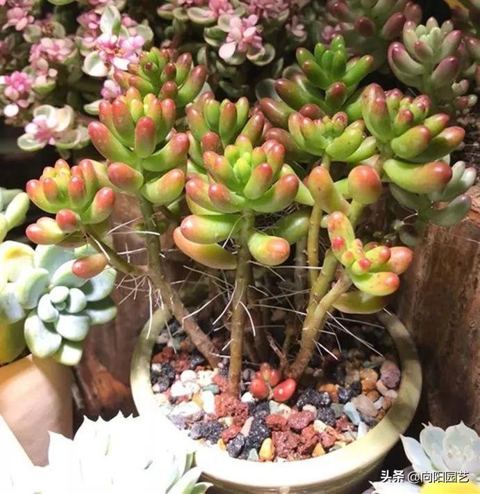 多肉长气生根的原因和解决方法,多肉有气生根怎么处理