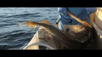 dha鱼油和鳕鱼肝油是一样的吗,鳕鱼肝油和深海鱼油区别在哪里