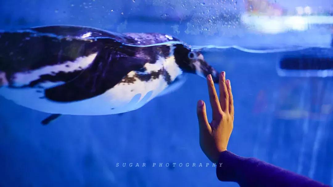 「亲子游」与万千海洋动物一起，夜宿探索极地海洋之美