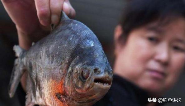 食人鱼怎么钓效果最好,钓食人鱼最佳方法是什么