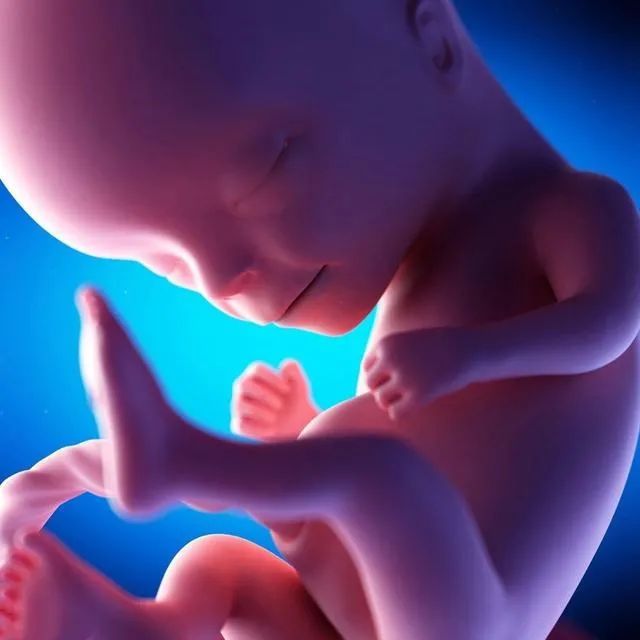 怀孕后胎儿发育过程,怀孕时期胎儿的发育过程