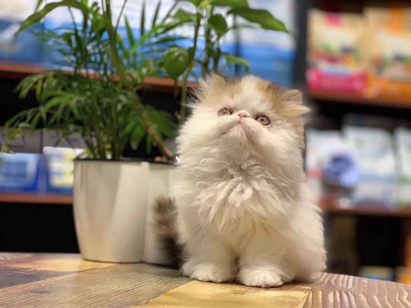 想养猫咪怎么办哪里有小猫咪,想养猫咪怎么办