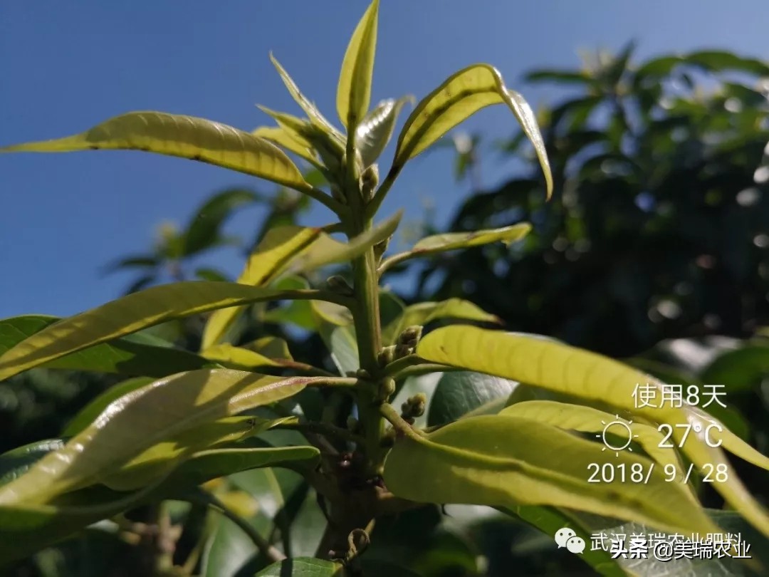 芒果催花药配方及技巧,天气冷了芒果怎么催花