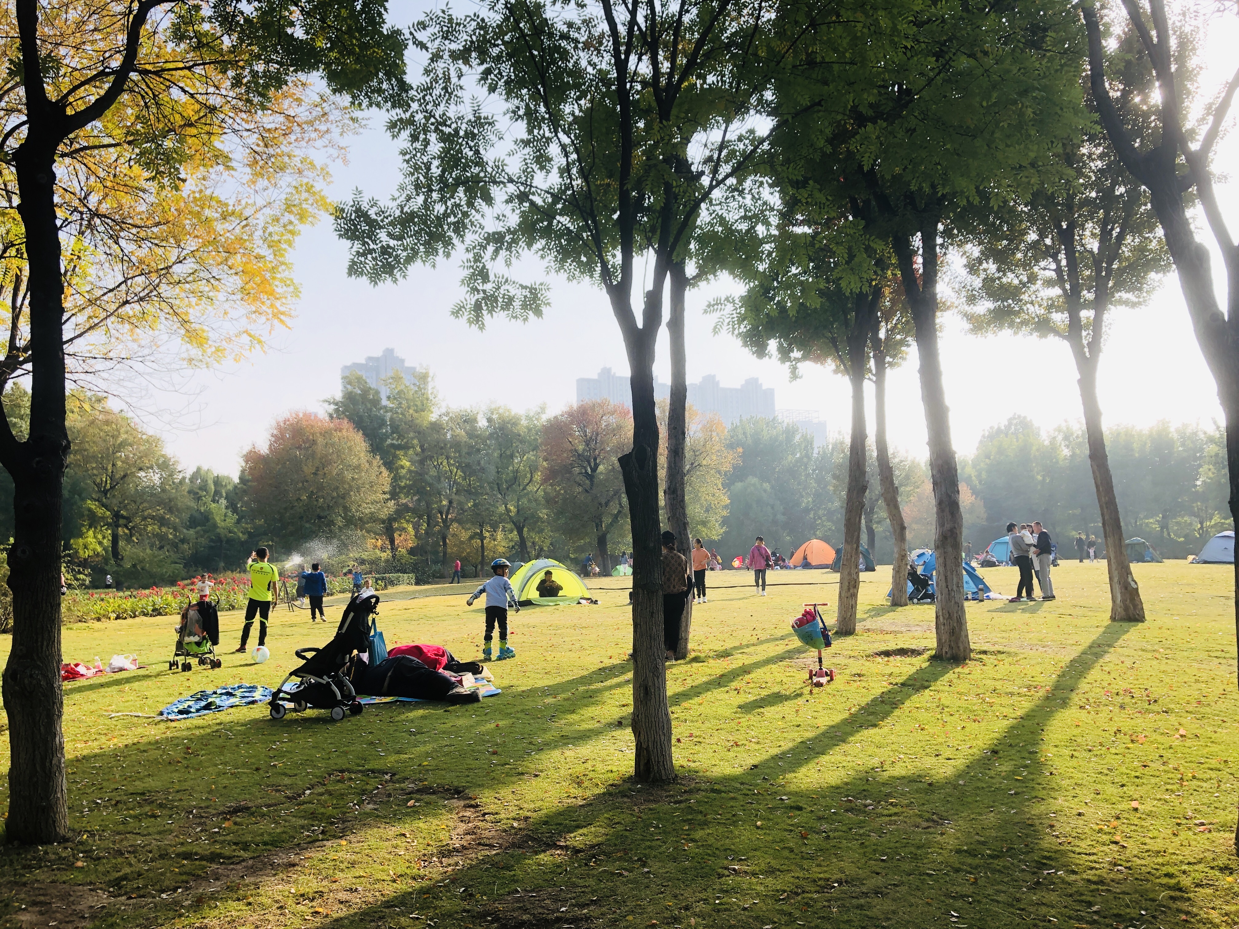 济南森林公园夏荷之美,雨后的济南森林公园美景让人陶醉