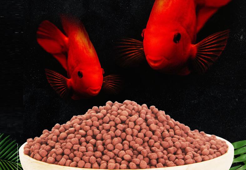 血鹦鹉鱼品种及图片,请欣赏5种血鹦鹉鱼的外形特点