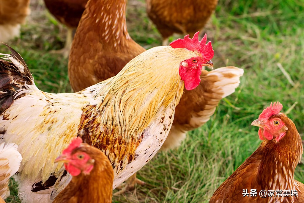 买活鸡怎么看鸡是老的还是嫩,菜市老鸡和嫩鸡怎么辨认