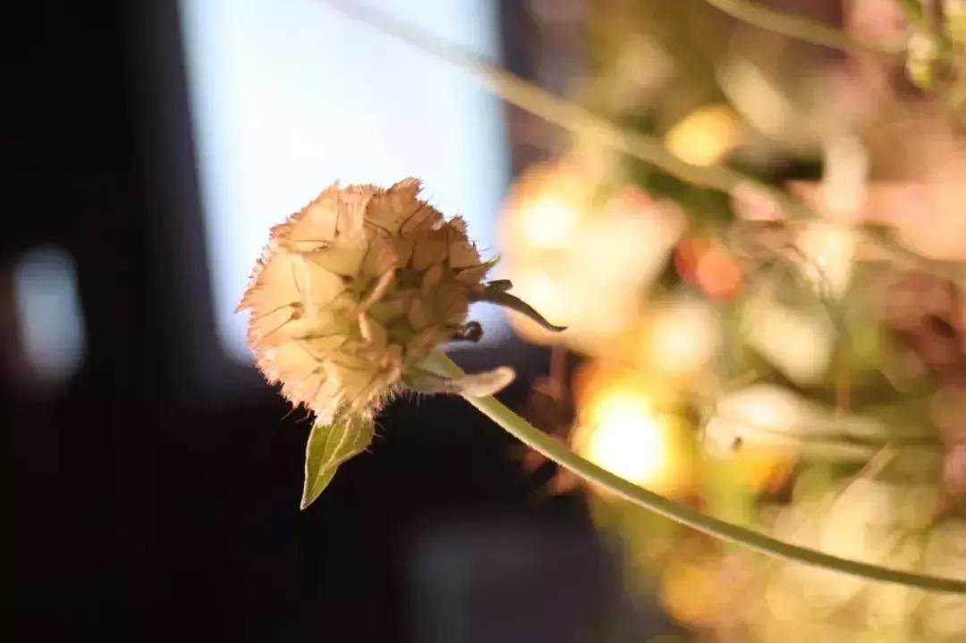 开网上花店的步骤,手把手教你开花店