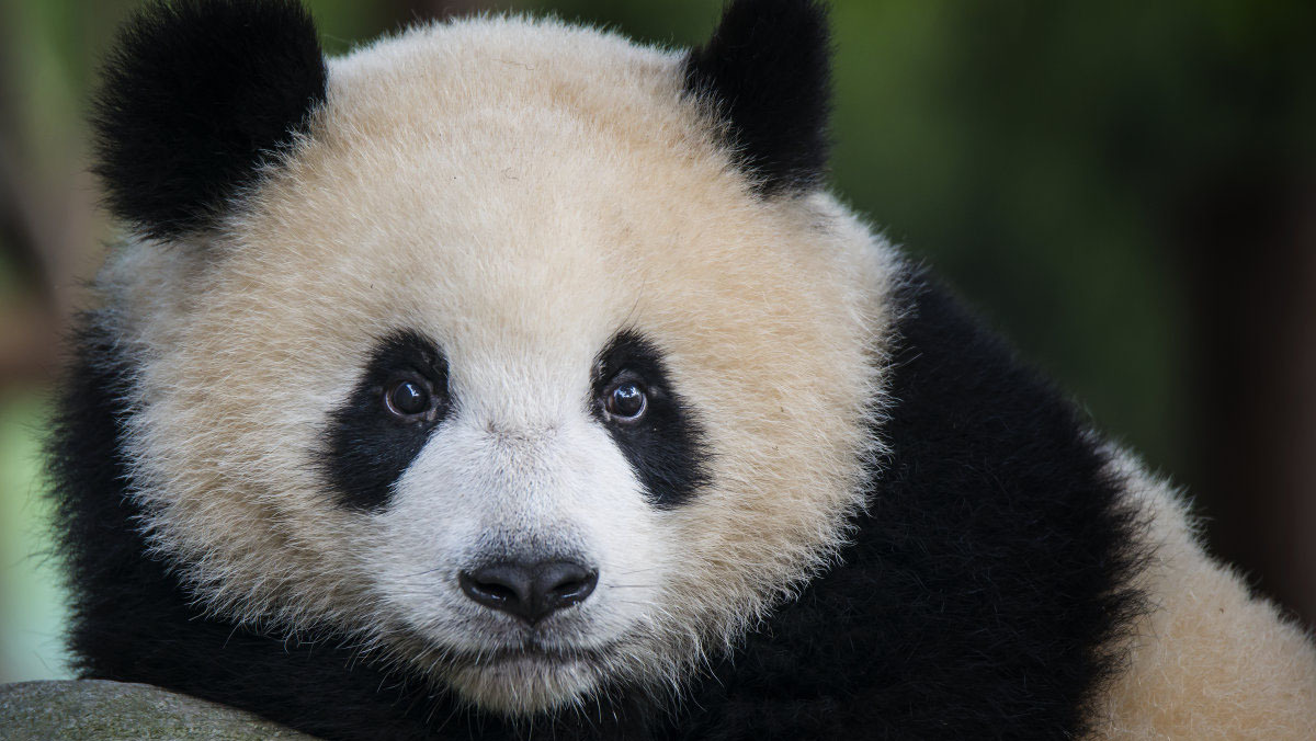 适用于大红脸的遮瑕,适合亚洲肤色的遮瑕