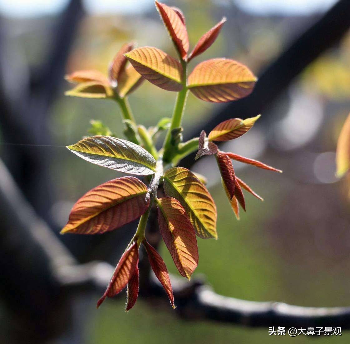 吉利辟邪的植物盆栽有哪些,可辟邪的盆栽树种有哪些