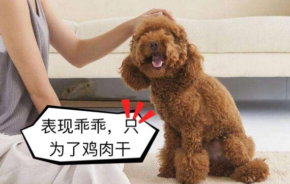 怎样改掉泰迪犬的坏习惯,惩罚泰迪犬5个禁忌绝不能犯