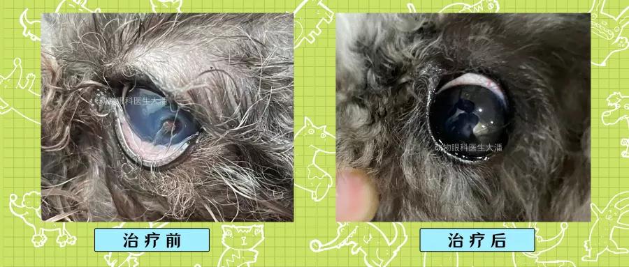 泰迪眼角膜溃疡穿孔多久能好,泰迪眼睛角膜炎多久能好
