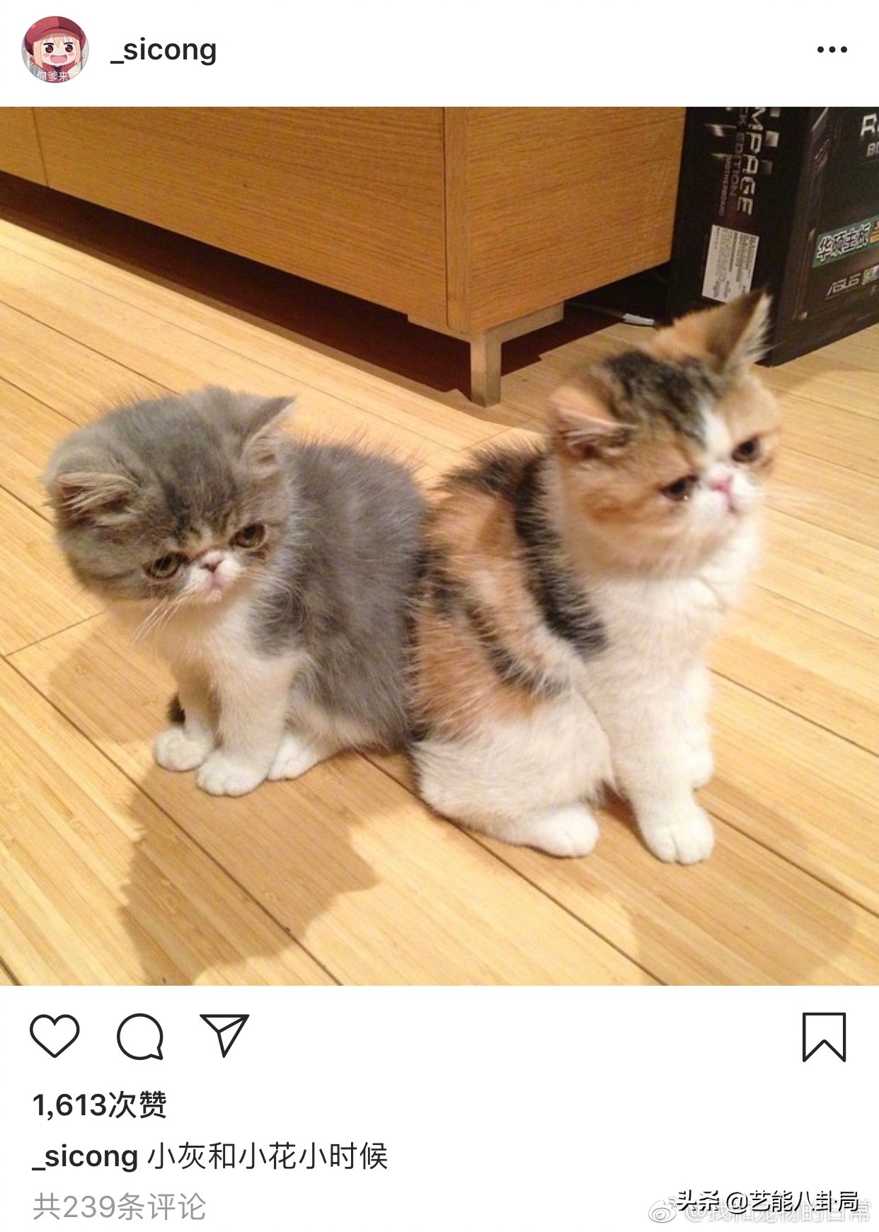 王思聪多少钱买的鸭子,王思聪买的什么鸭