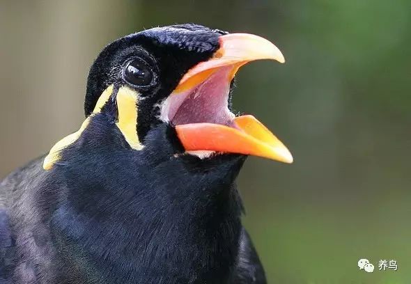 鹩哥怎么训练视频教程,训练鹩哥