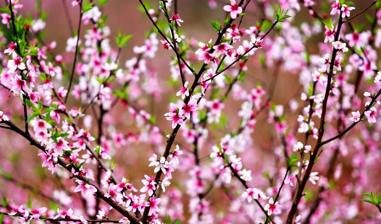 中国诗词大会董卿咏梅,诗词大会第四季第七场董卿开场白