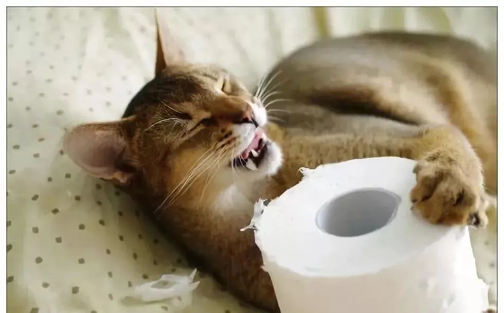 猫咪不习惯吃的表现,猫咪不为人知的用途