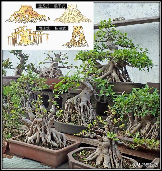 根不好看的盆景怎么造型,发一组自制根艺盆景图片供欣赏
