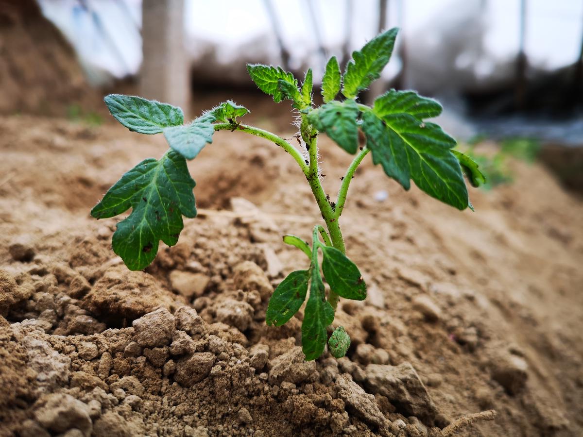 番茄怎么种?教你种植技巧,小菜园种几棵,番茄多到吃不完