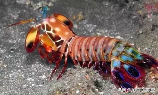 皮皮虾真的那么神奇吗,皮皮虾真的有那么恐怖吗