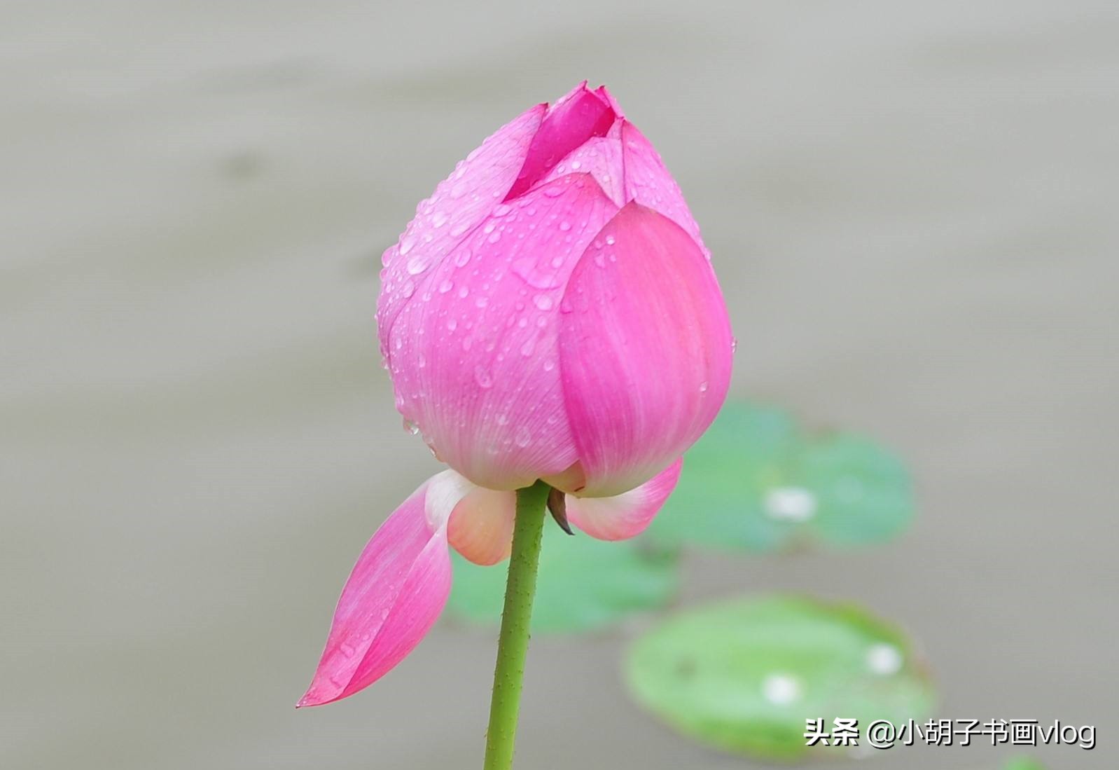 肖战梅花水墨画,肖战画梅花卡点