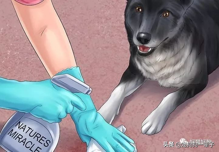 狗狗8个月还是乱拉乱尿怎么办,狗狗出了围栏就乱尿咋回事