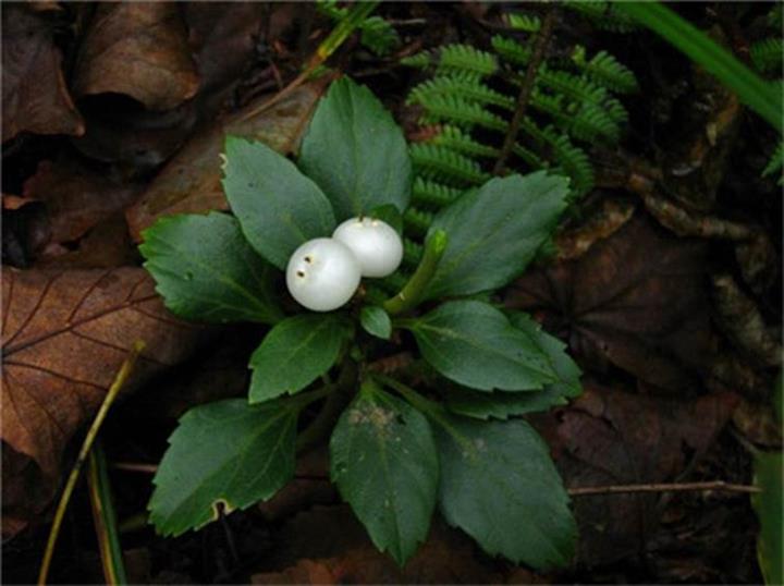 百种味道的果子,百种果实图片