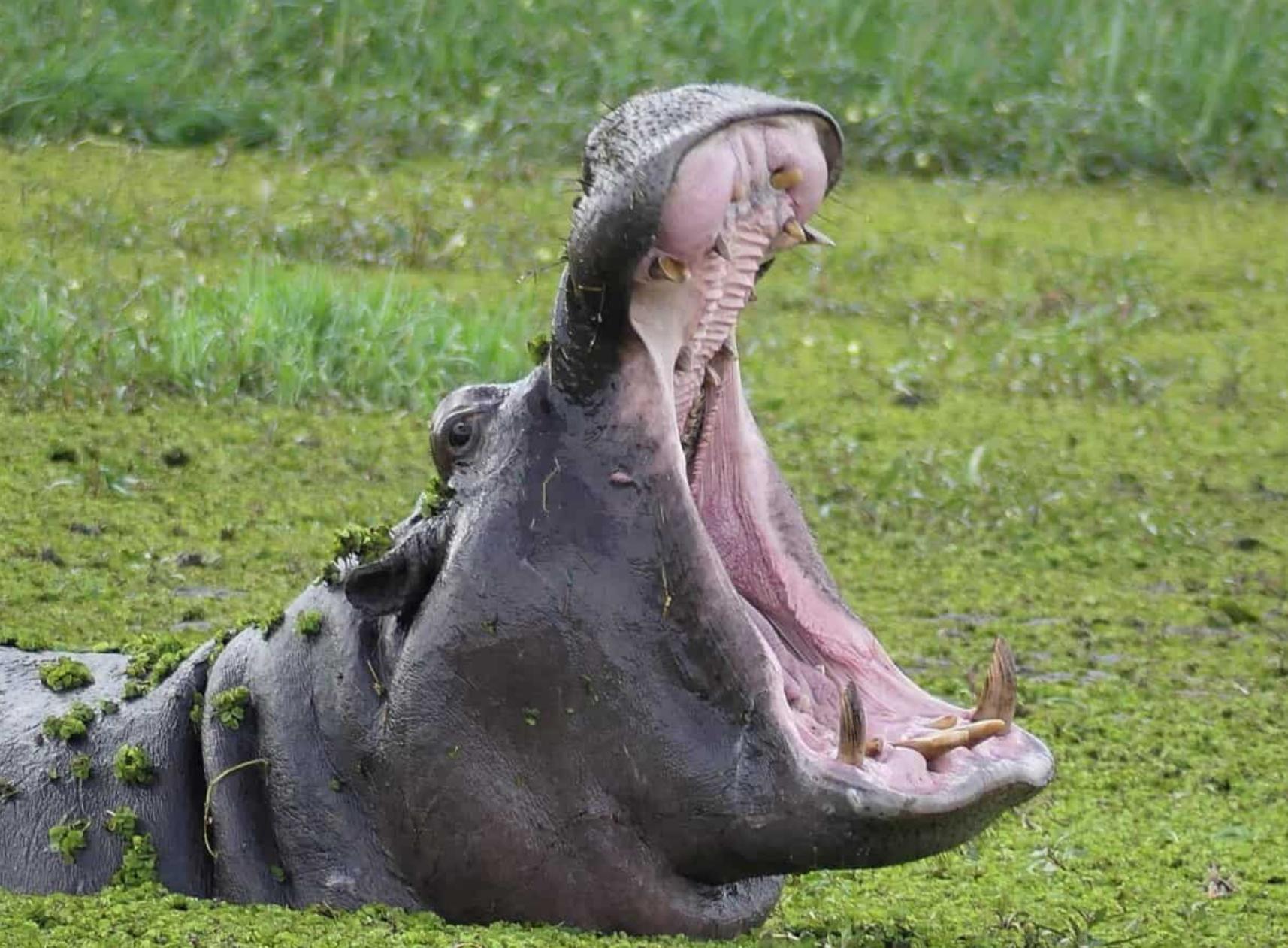 河马攻击河马吗,河马为什么会怕鳄鱼