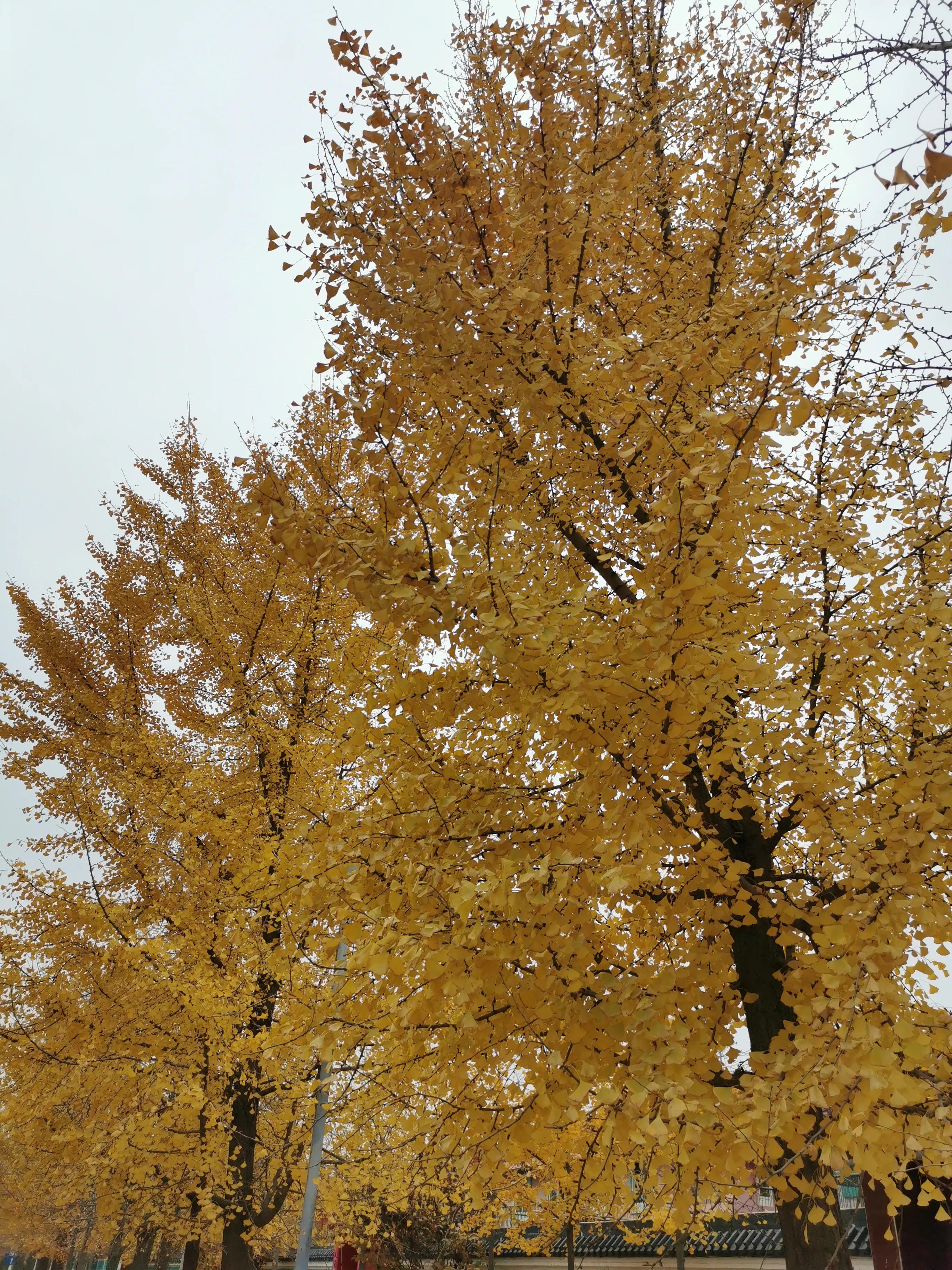 北京房山最美乡村项目,韩村河是中国十佳乡村吗