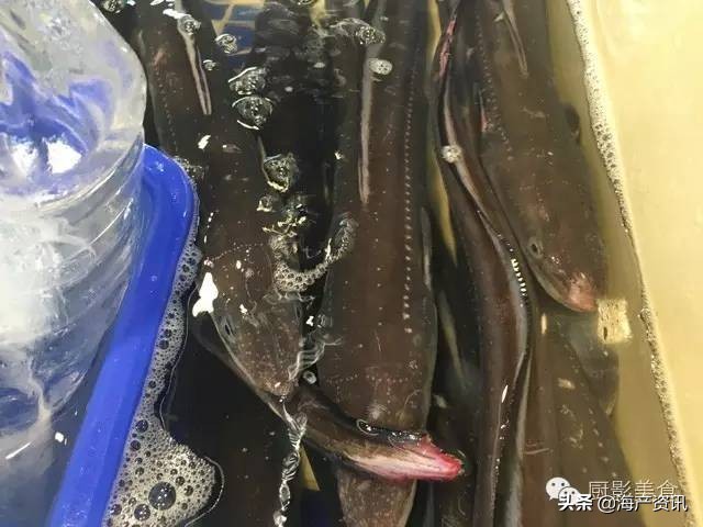 世界公认十大海鲜,全球顶级海鲜食材大赏