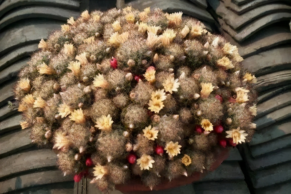 多肉仙人球哪个品种最好,多肉仙人球品种介绍