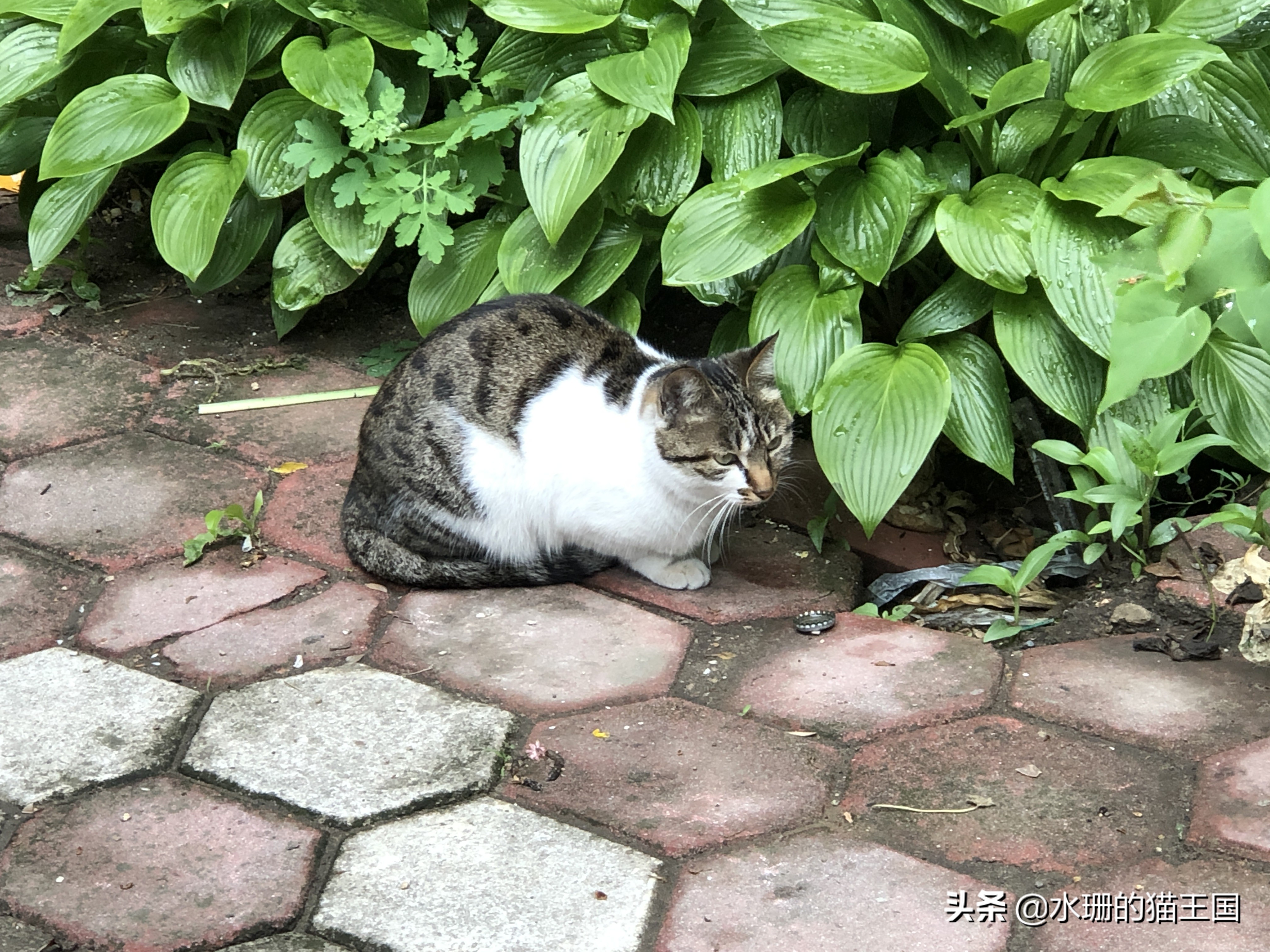 猫咪中暑的症状及治疗方法,猫咪中暑了怎么办最快解决方法