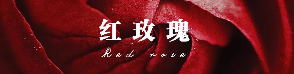 花店必备的5款玫瑰,鲜花图鉴一次性认识30种玫瑰花