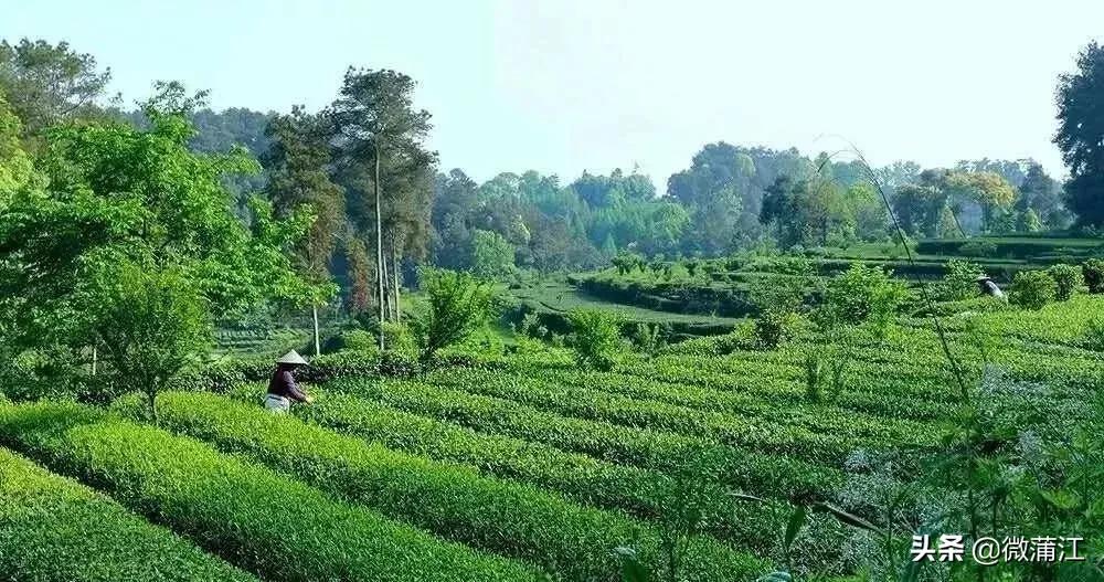 茶马世家茗茶馆,中国最美茶庄