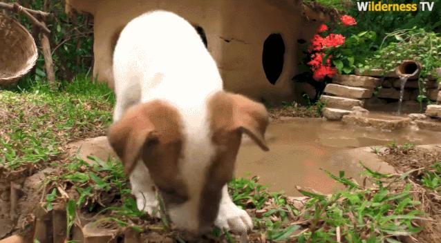 小哥哥徒手建房子,小伙为流浪狗打造温馨的城堡