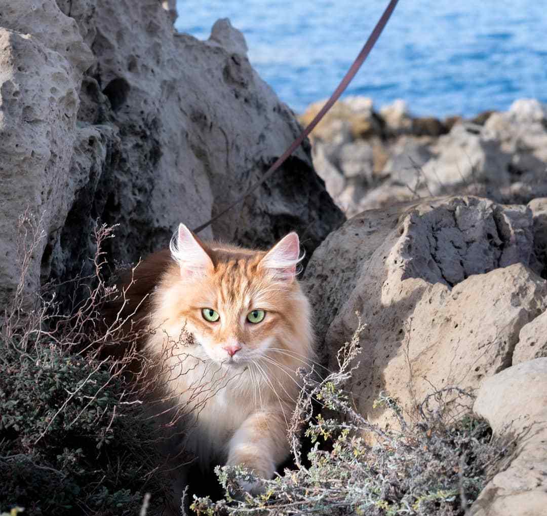 球虫病猫咪,猫咪球虫病用什么药