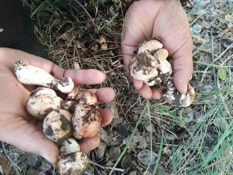 张北草原天路两日游攻略图片,丰宁坝上草原天路和张北草原天路