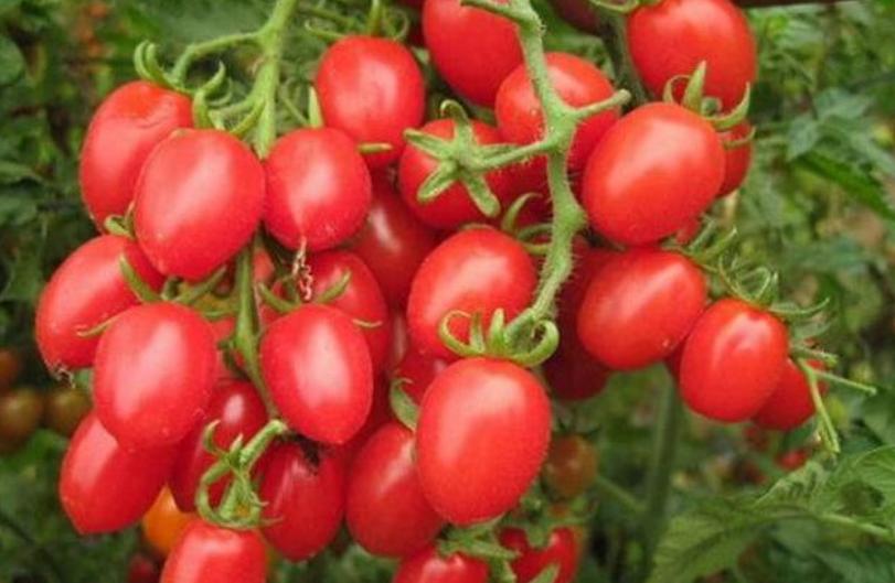 阳台种植的蔬菜怎样才能长得快,阳台种植蔬菜的技巧和方法视频