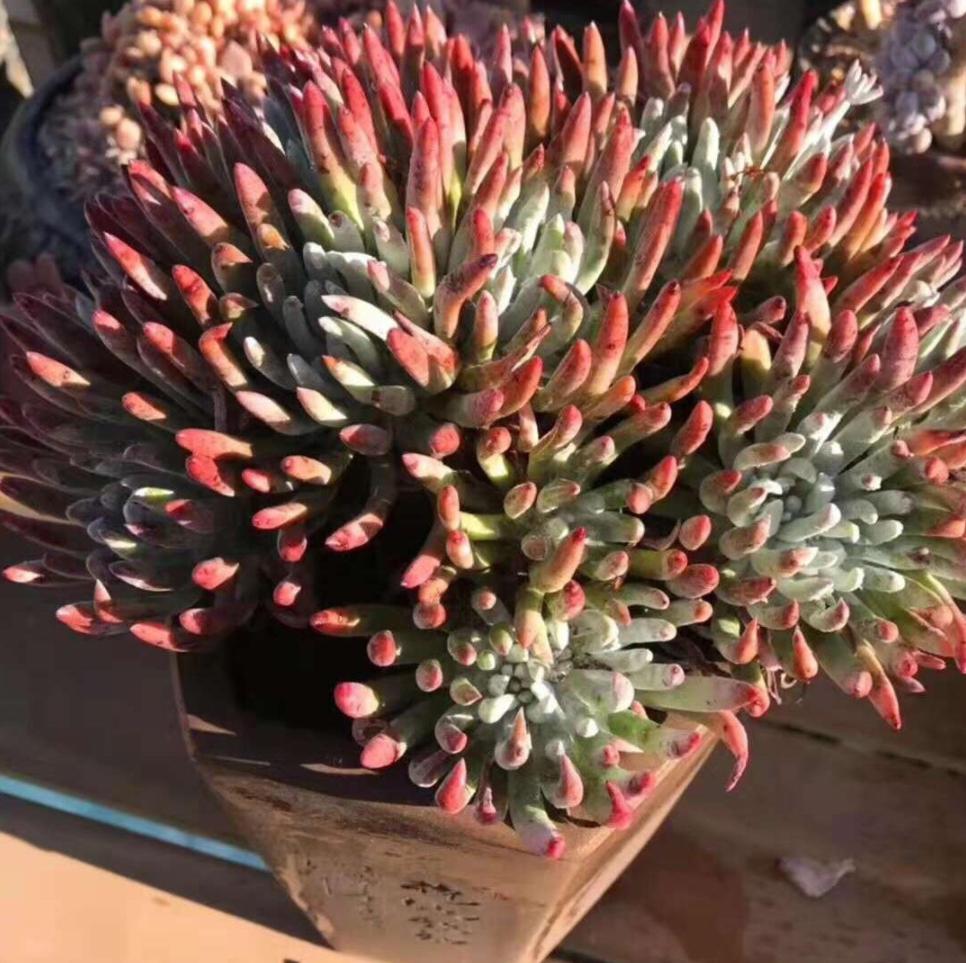 网购多肉不好养怎么办视频,多肉怎么服盆不僵苗