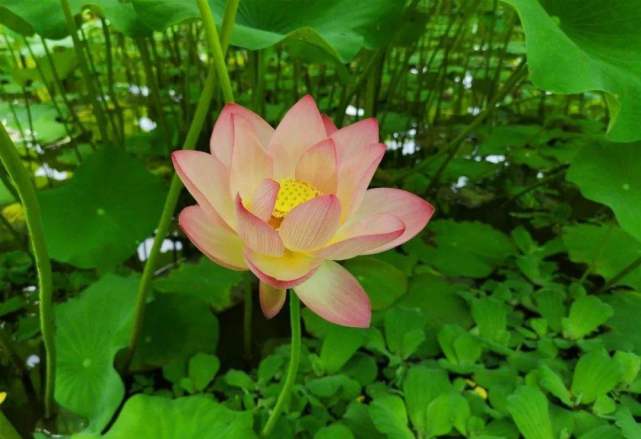 藕田放甲鱼有收获吗,稻田莲藕套养甲鱼如何采收藕