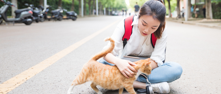 什么样的猫粮是好的,好的猫粮看哪些方面