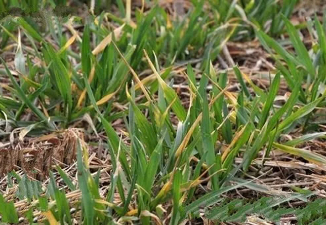 小麦一片一片发黄是不是病怎么治,天气小麦发黄怎么办